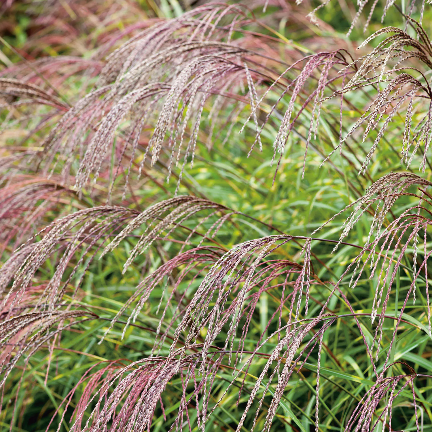 Planta Omnia Garden Glansmiskantus Little Zebra