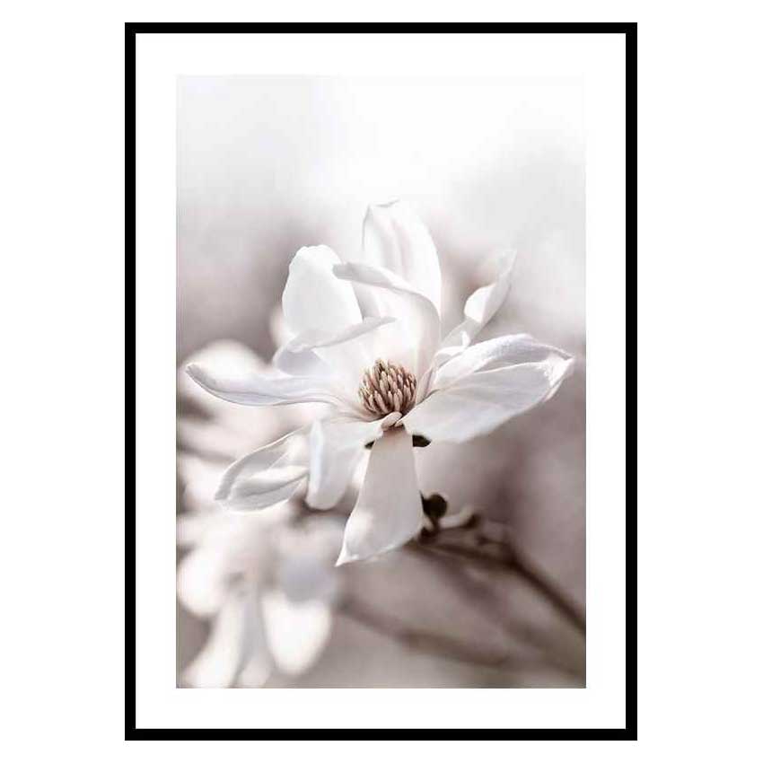 Poster Gallerix Flowering Star Magnolia