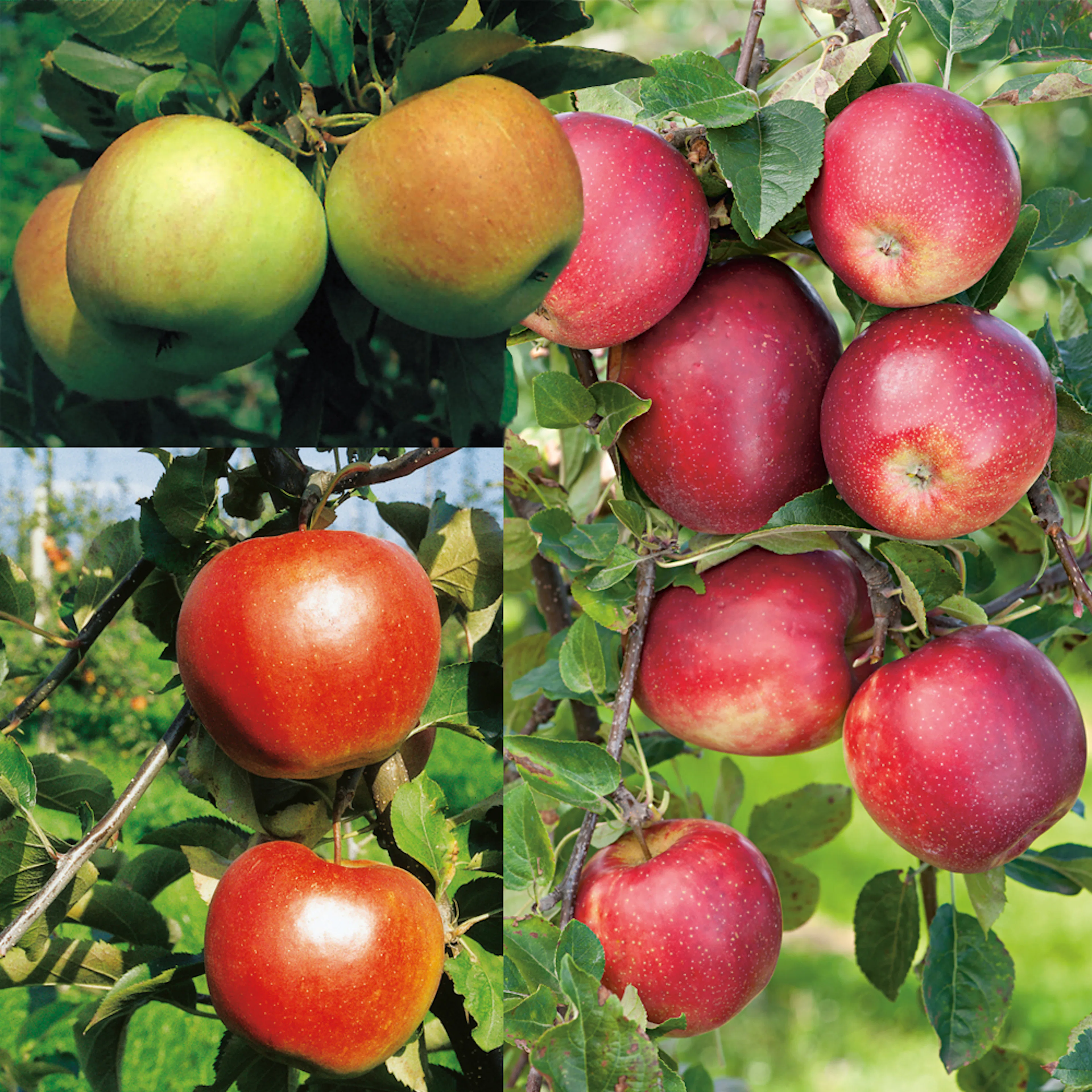 Familjeträd Omnia Garden Äpple