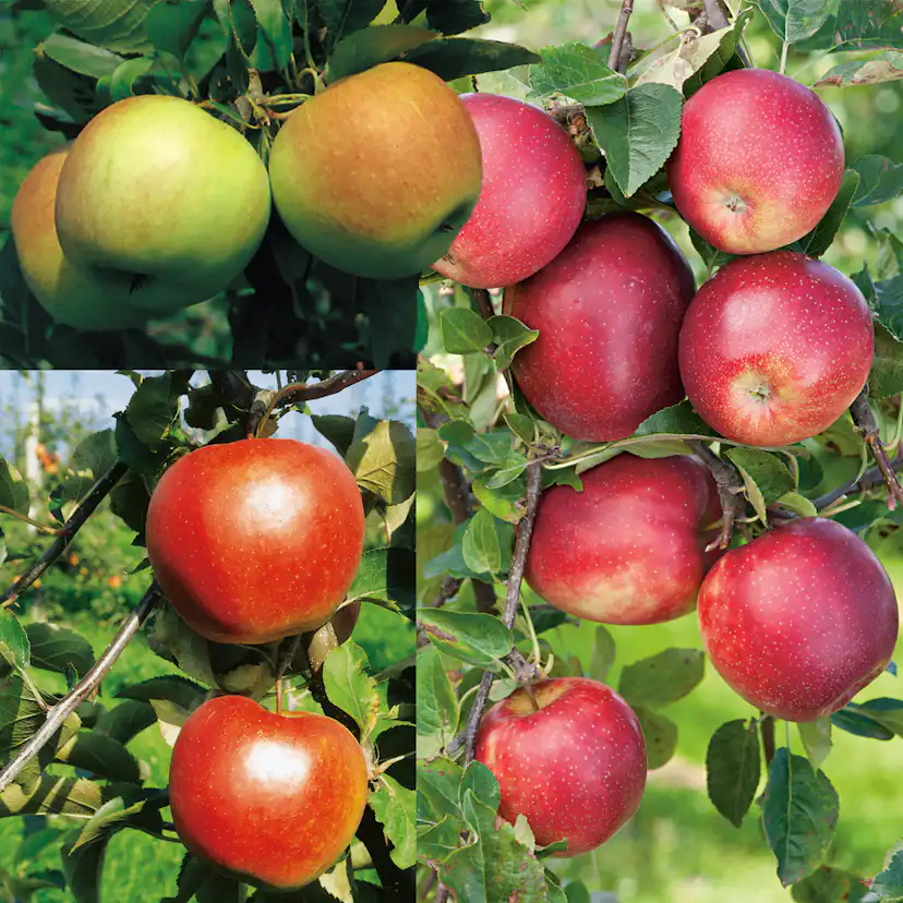 Familjeträd Omnia Garden Äpple