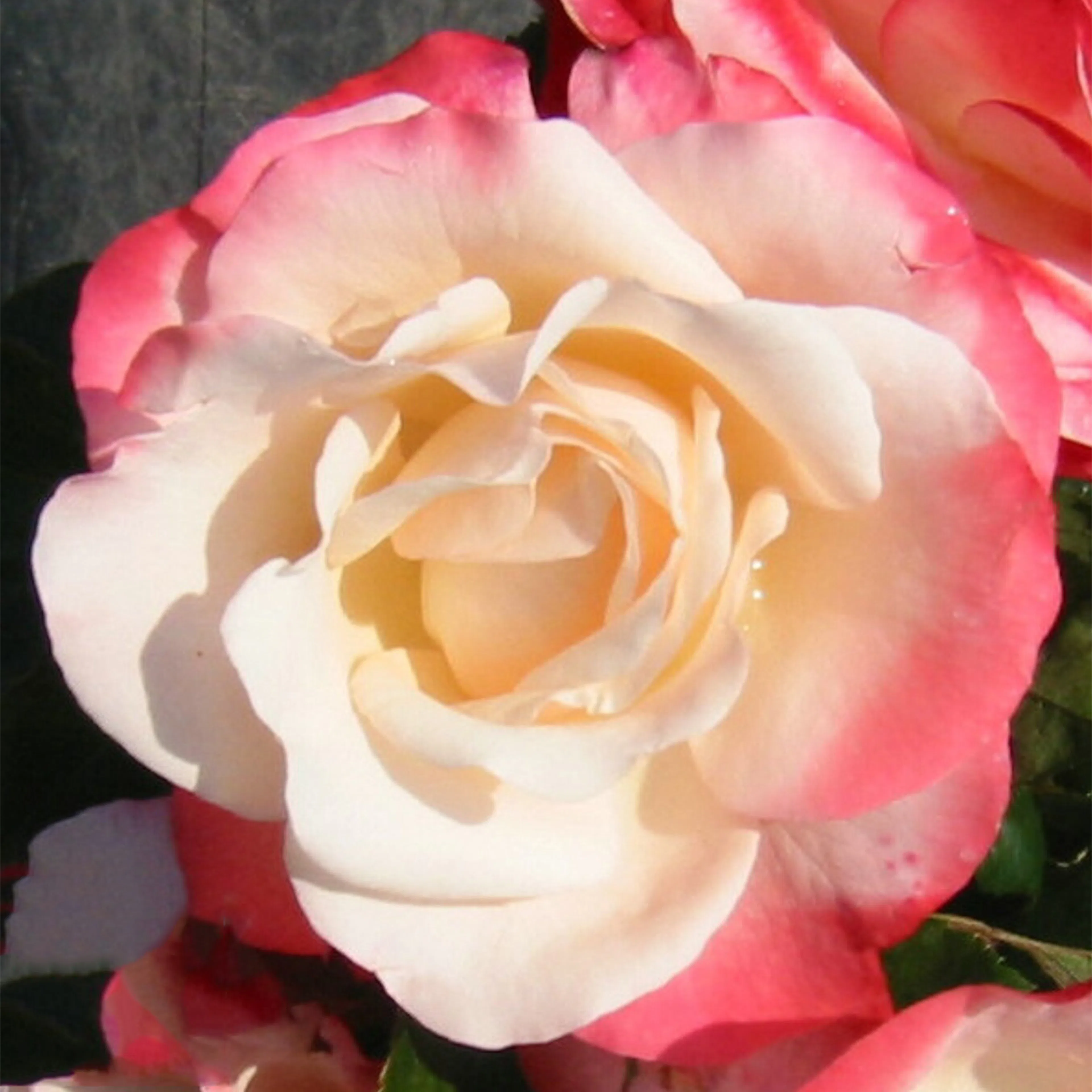 Rosa "Nostalgie", 5-pack 5-pack