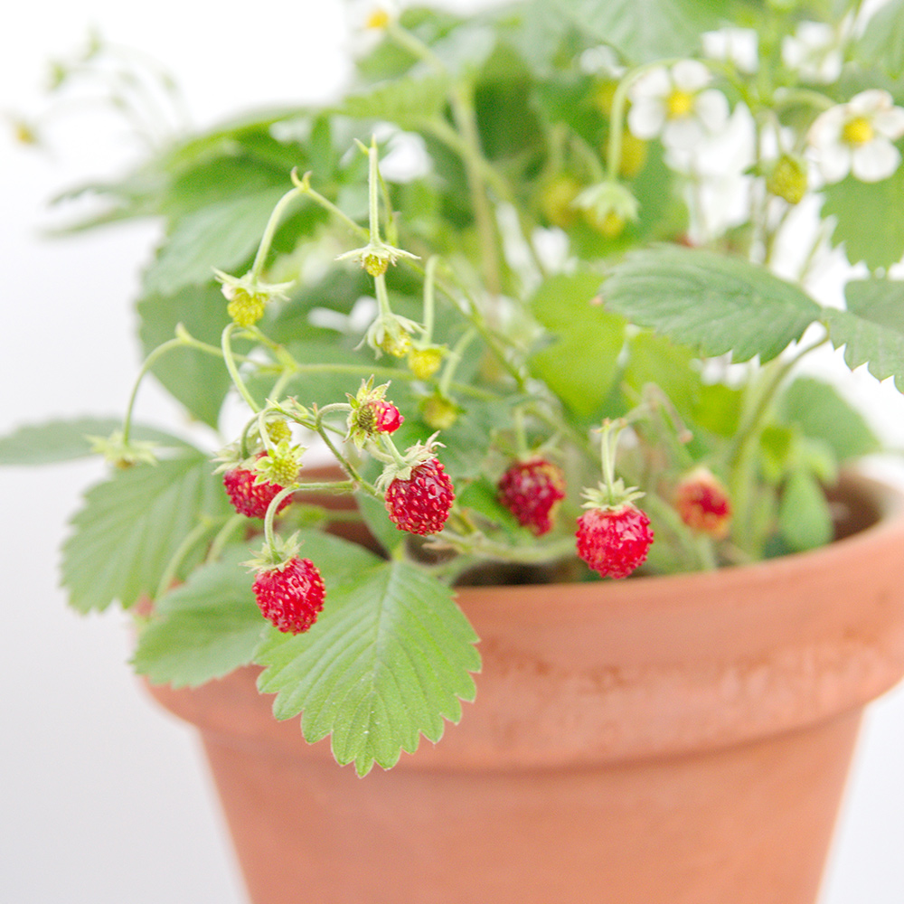 Smultron Omnia Garden Rügen Fragaria Vesca