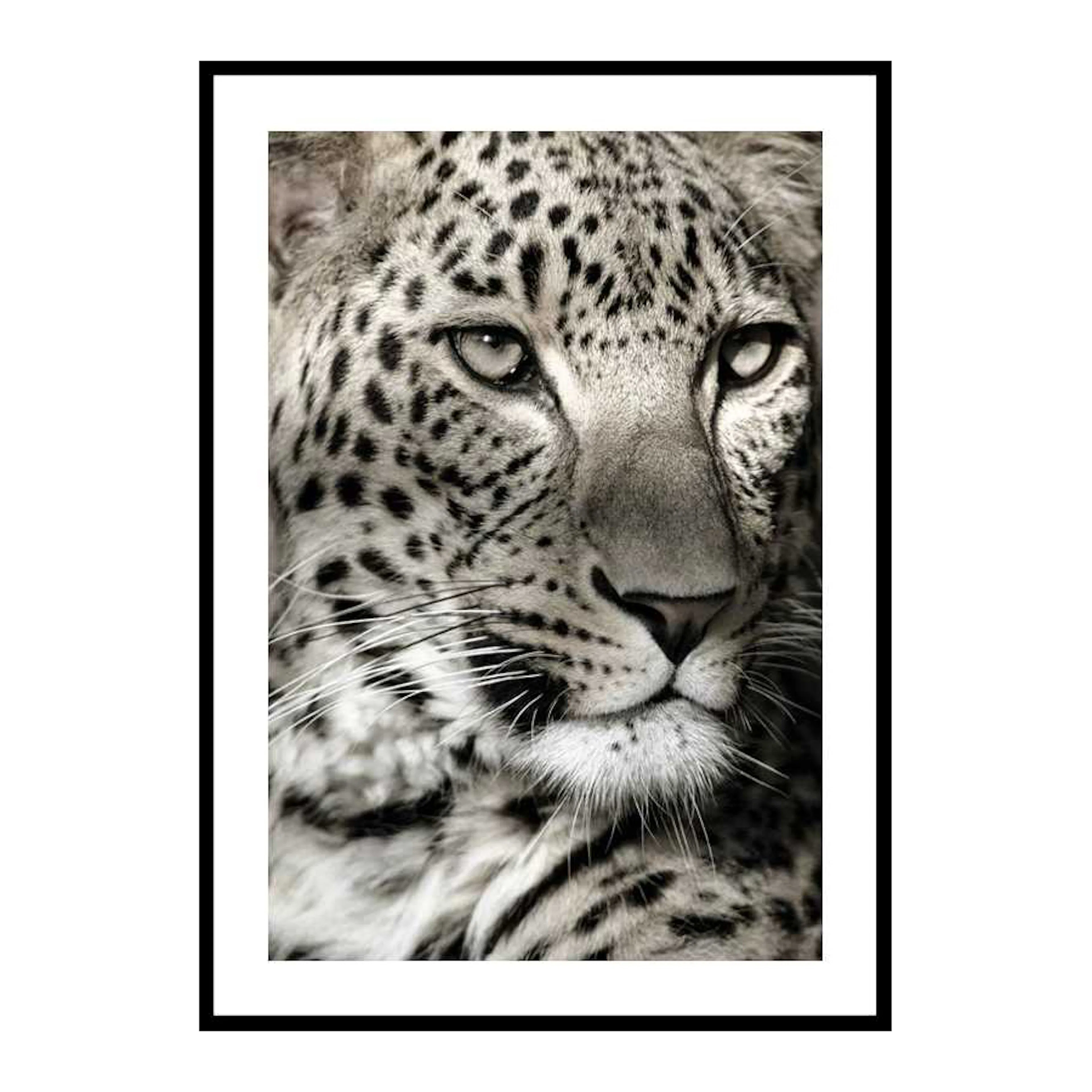 Leopard 30x40 cm