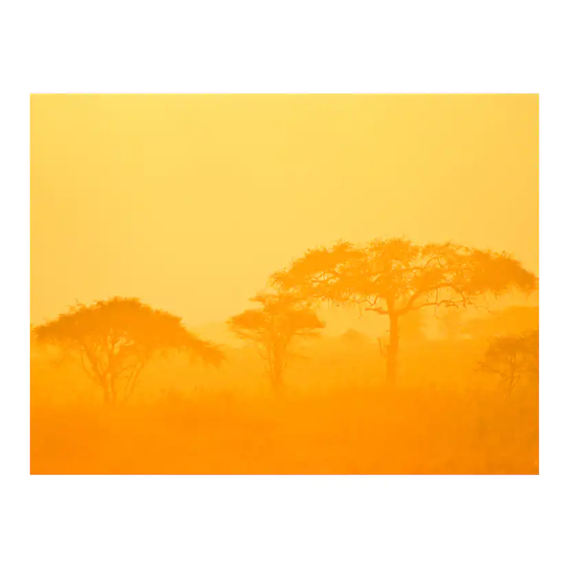 Orange savanna 250x193 Storlek: 250x193 cm