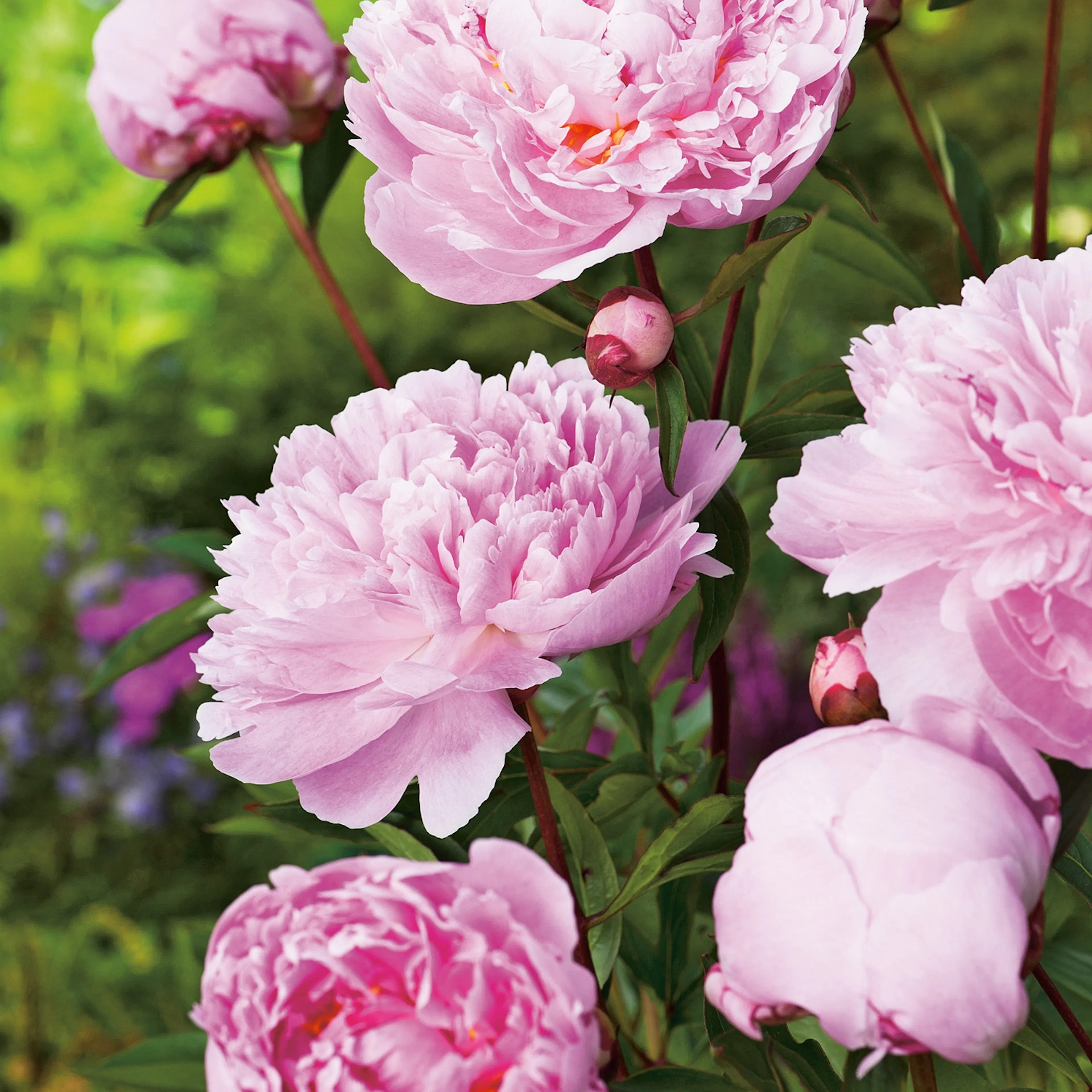 Paeonia lactiflora 'Sarah Bernhardt', 2L 1-pack