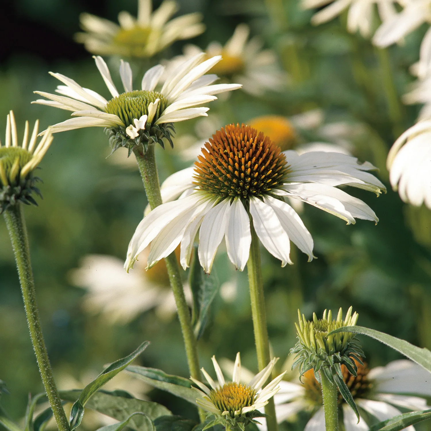 Planta Solhatt Omnia Garden Rudbeckia Alba