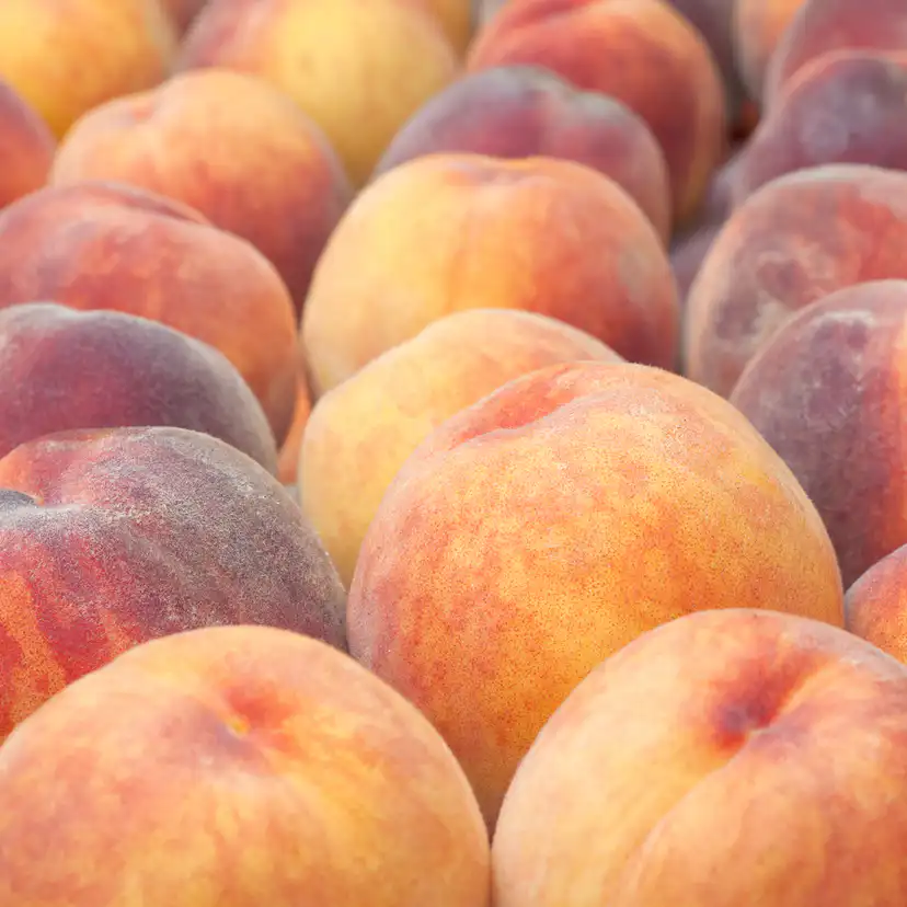 Träd Omnia Garden Persikot Redhaven - Fruktträd