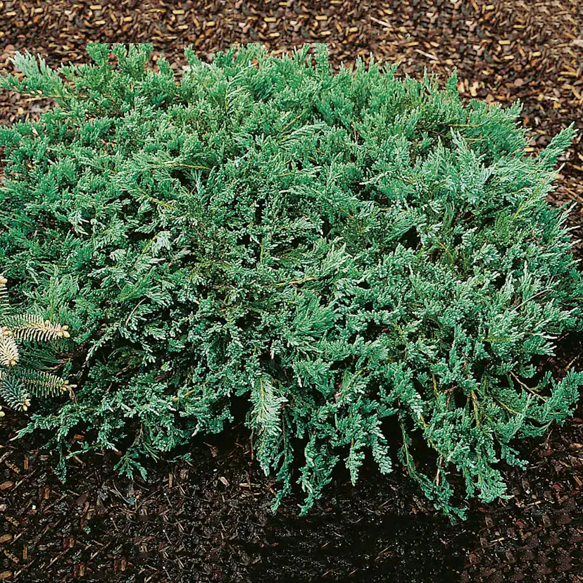 Amerikansk Kryp-en Omnia Garden Blue Chip 25-30 cm