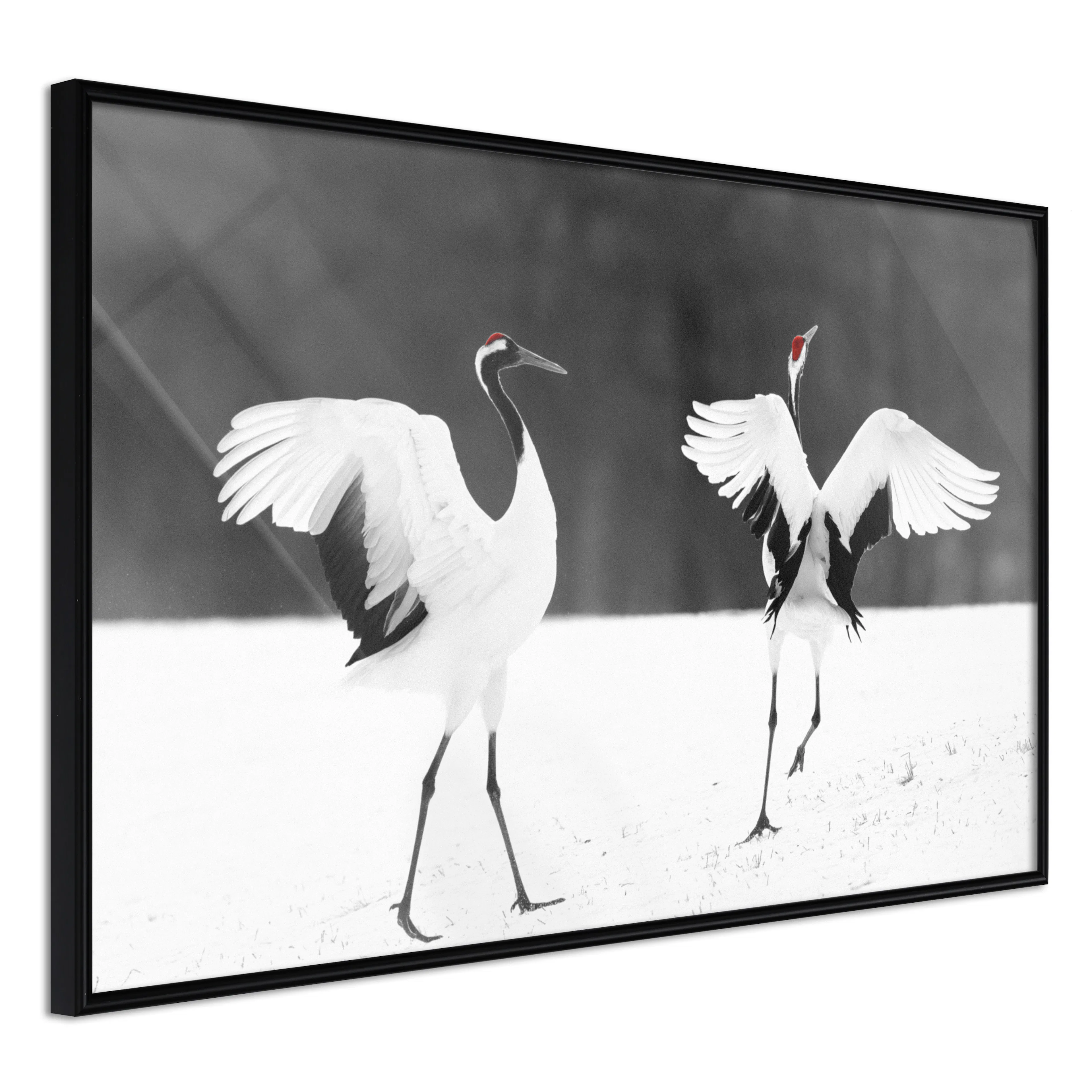 Affisch - Dancing Cranes [Poster] 60x40 Svart ram, 60x40 cm