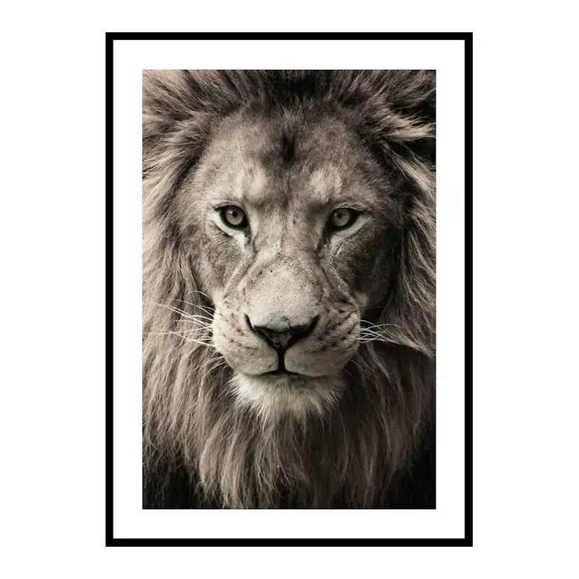 Poster Gallerix African Lion