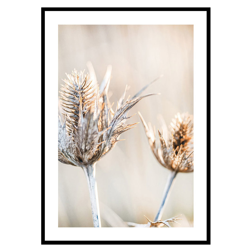 Poster Gallerix Dried Plants No1