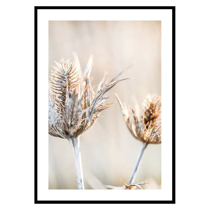 Poster Gallerix Dried Plants No1