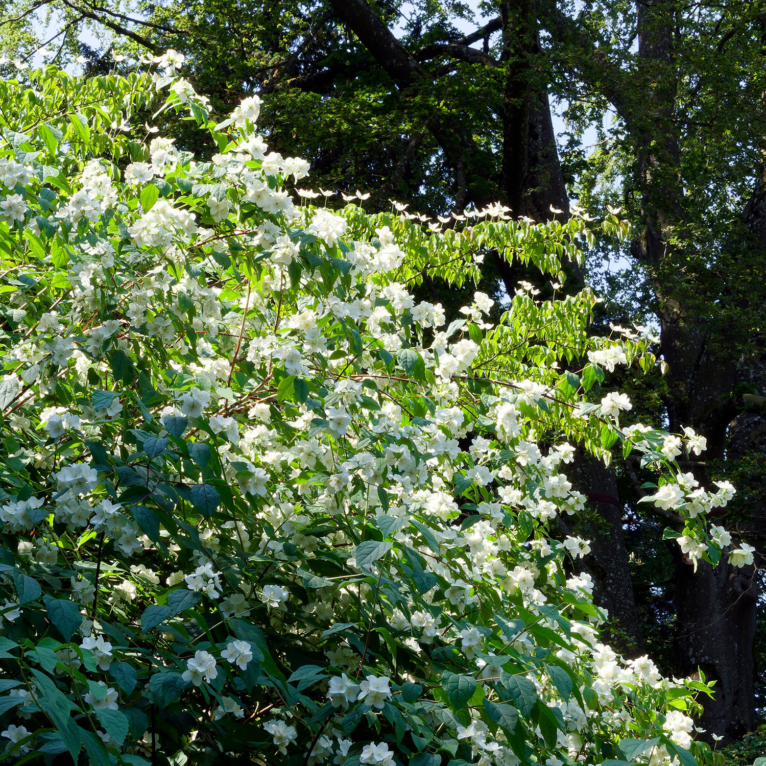 Prydnadsbuske Schersmin- Doftschersmin Omnia Garden 100-150 cm