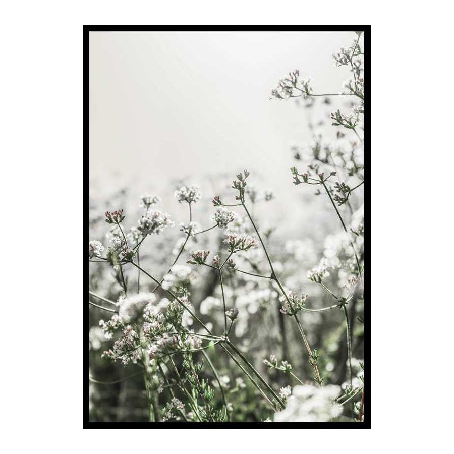 Poster Gallerix White Flowers In Spring
