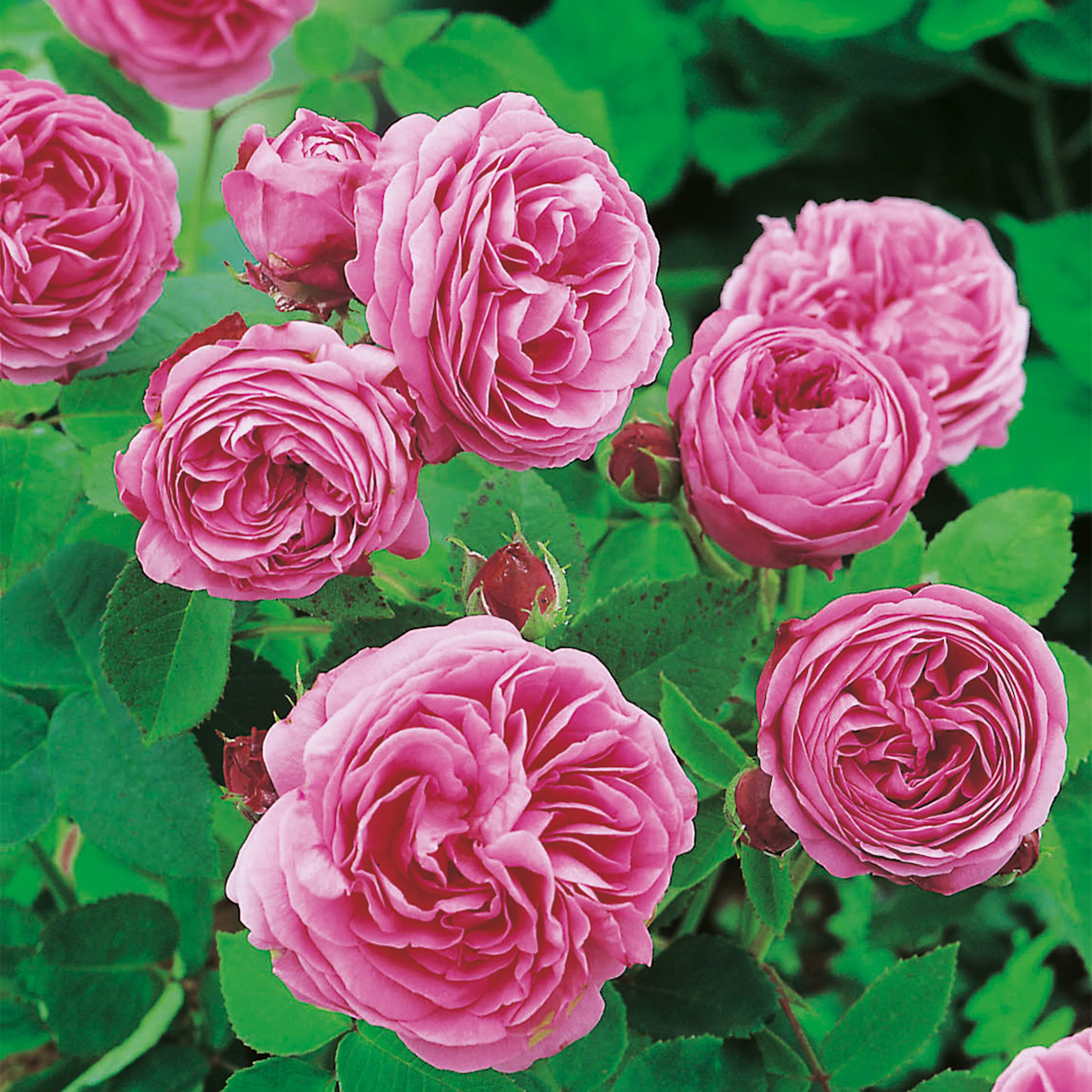 Rosa "Louise Odier", 5-pack 5-pack