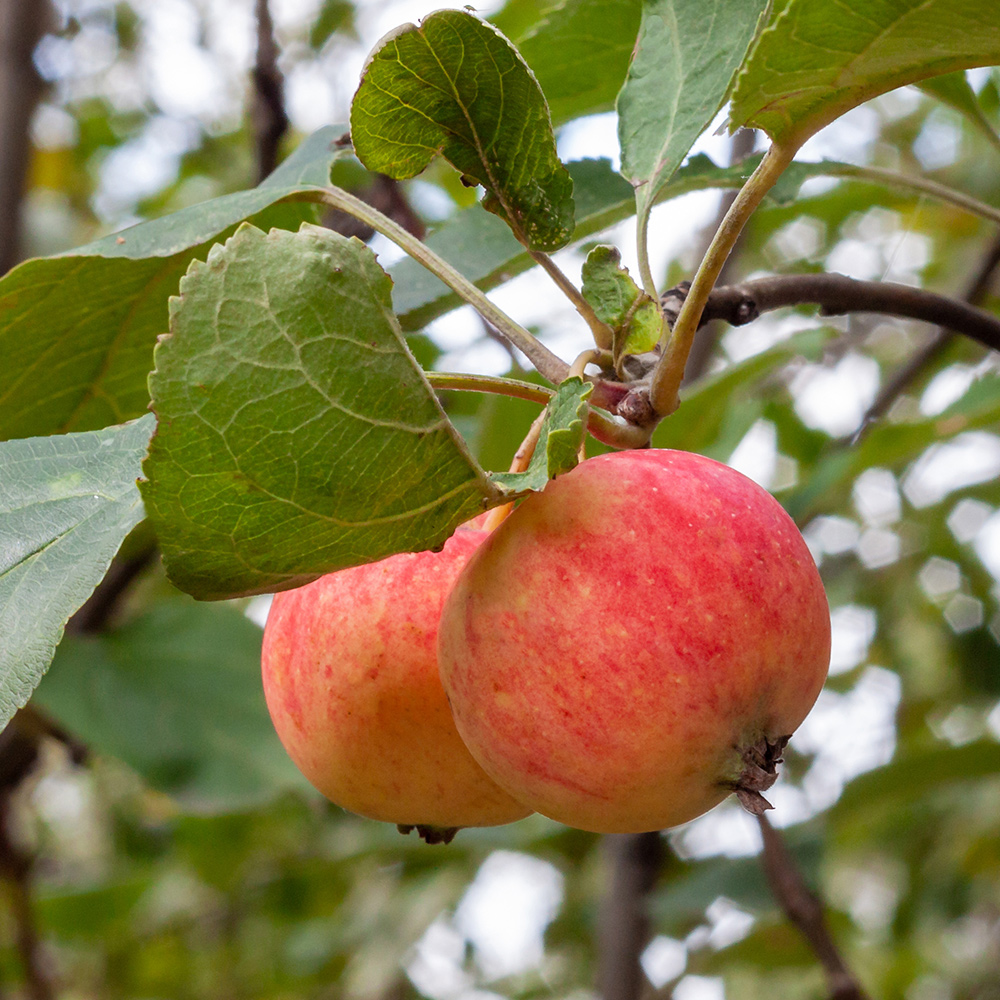 Äppelträd Omnia Garden TRULSA® E