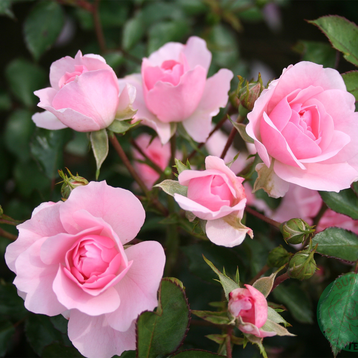 Flerblommig Rabattros Omnia Garden Bonica