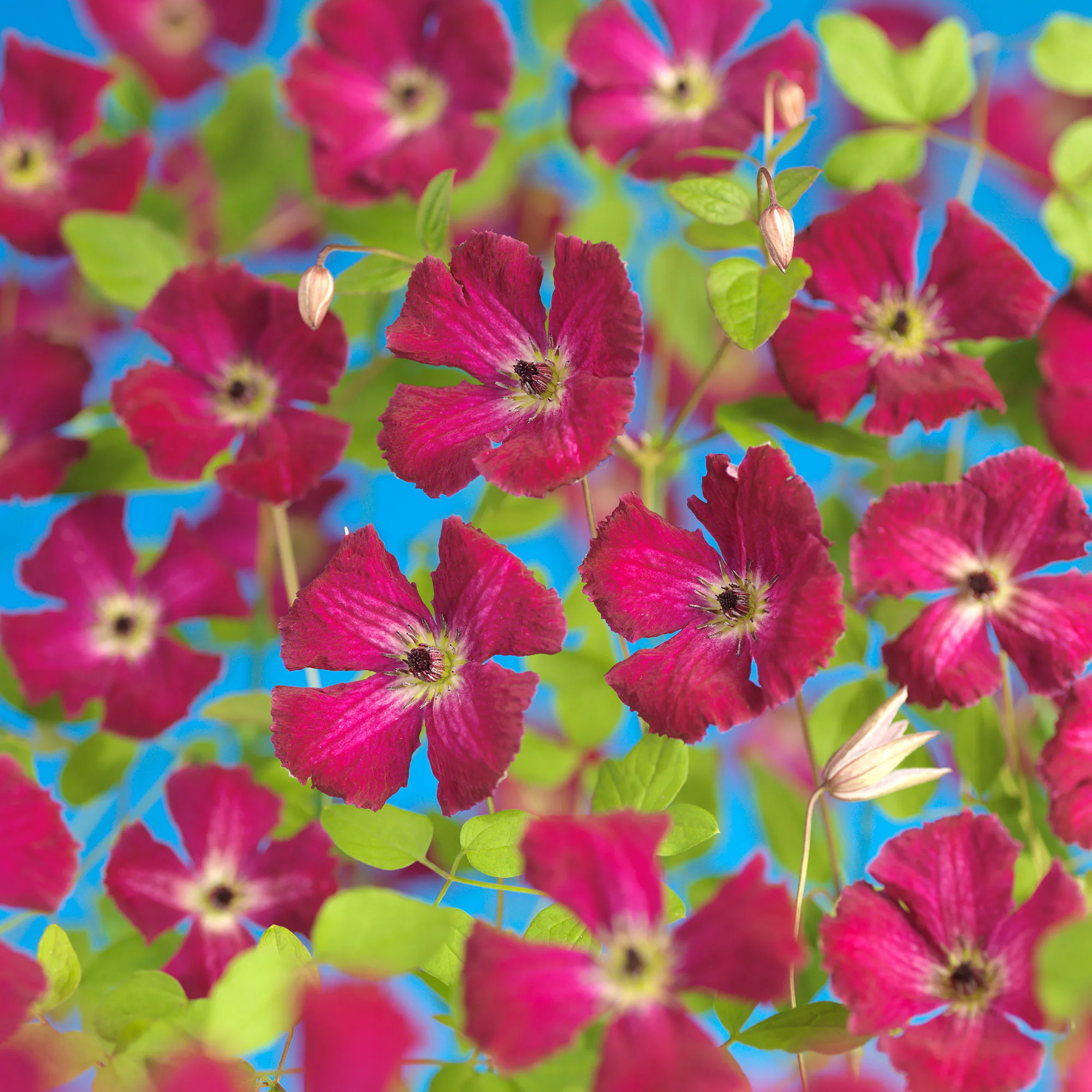 Klätterväxt Klematis Omnia Garden Rubra 40-60 cm