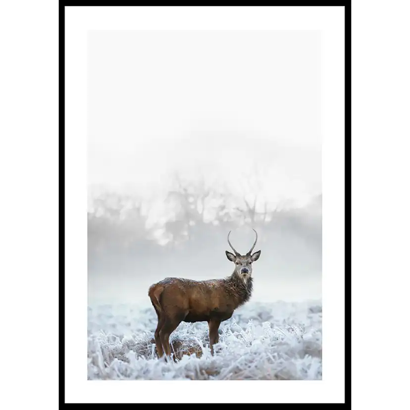Poster Gallerix Deer In Field