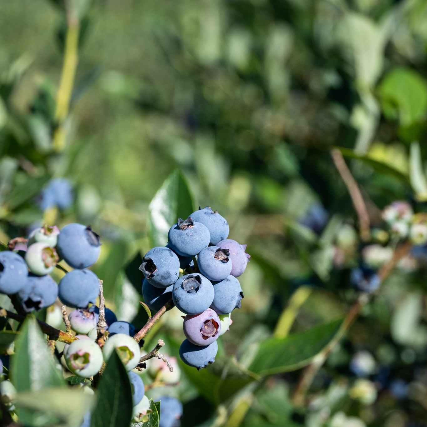 Bärbuske Omnia Garden Amerikanskt Blåbär Vaccinium Corymbosum Reka