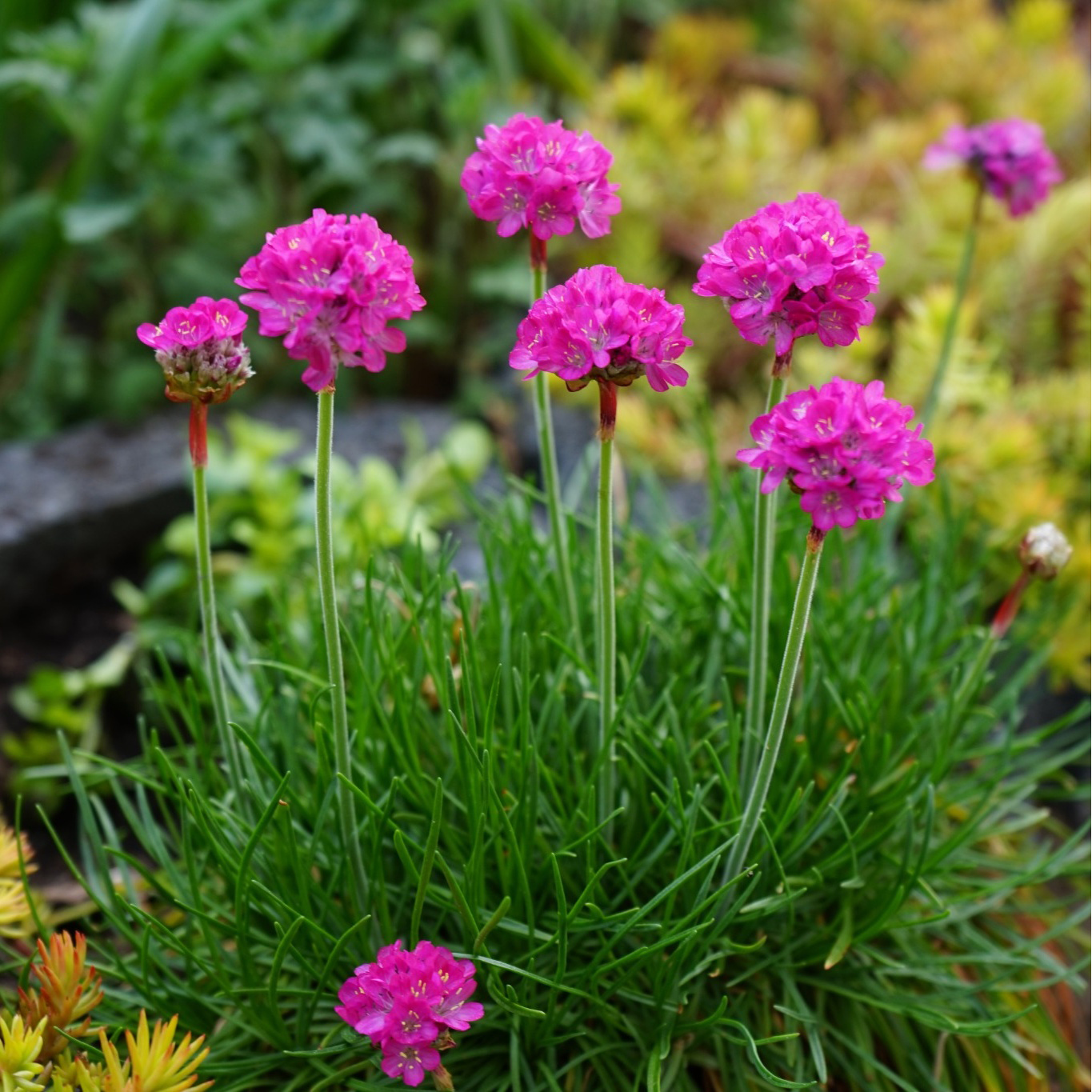 Perenn Omnia Garden Perennpaket Sommarkänsla
