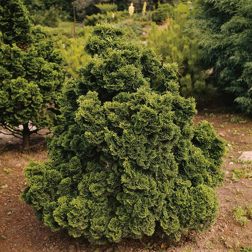 Japansk Ädelcypress Omnia Garden Nana Gracilis 20-25 cm