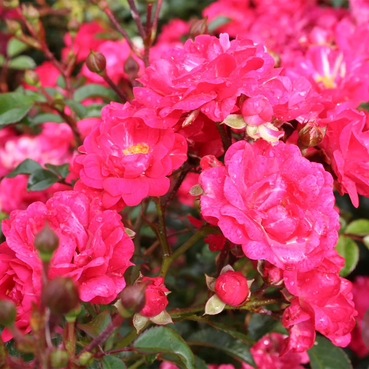 Marktäckande Rabattros Omnia Garden Red Fairy Rosa