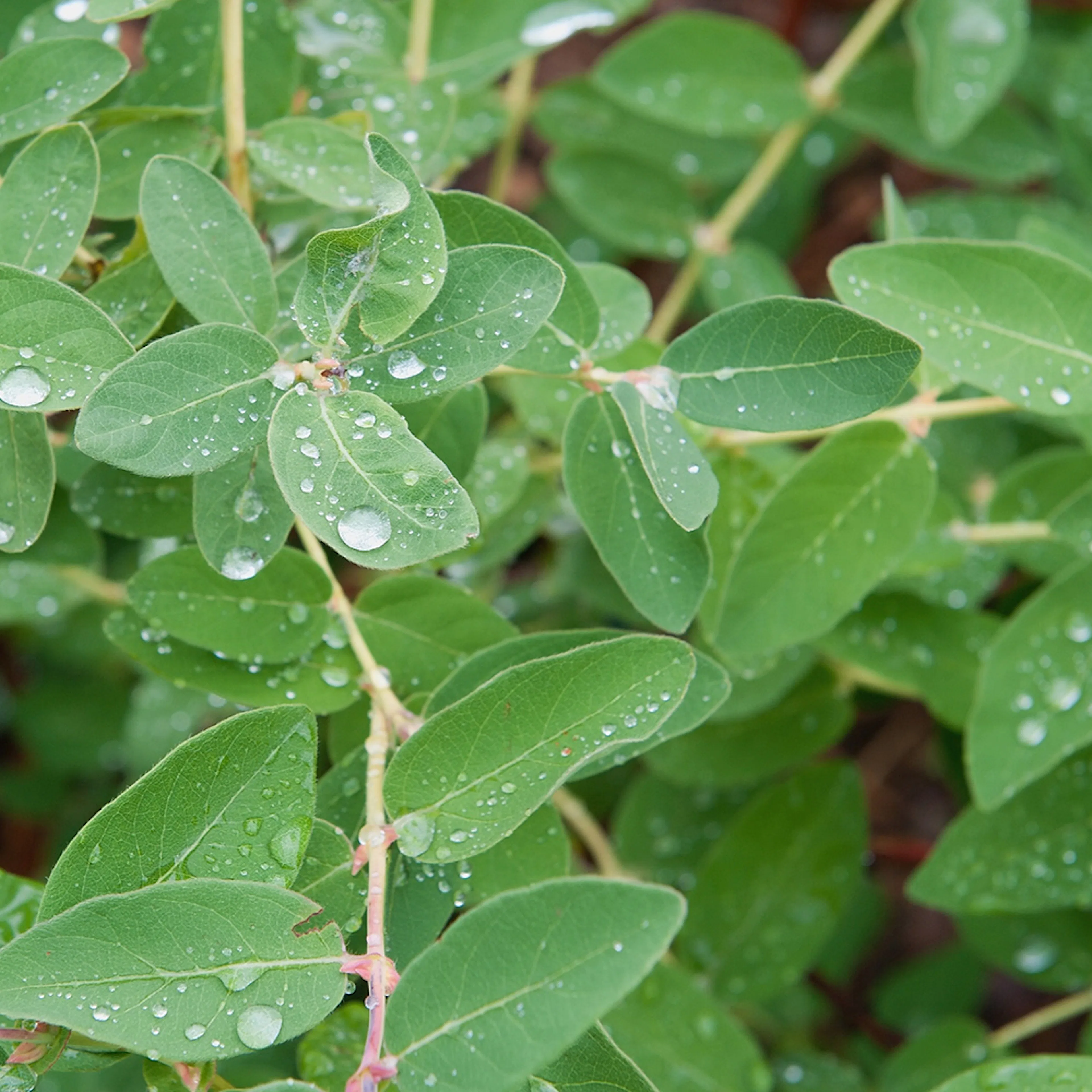 Planta Häck Omnia Garden Blåbärstry Anja E