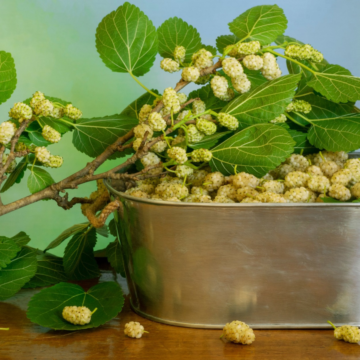 Bärbuske Omnia Garden Vitt Mullbär Morus Alba Visborg