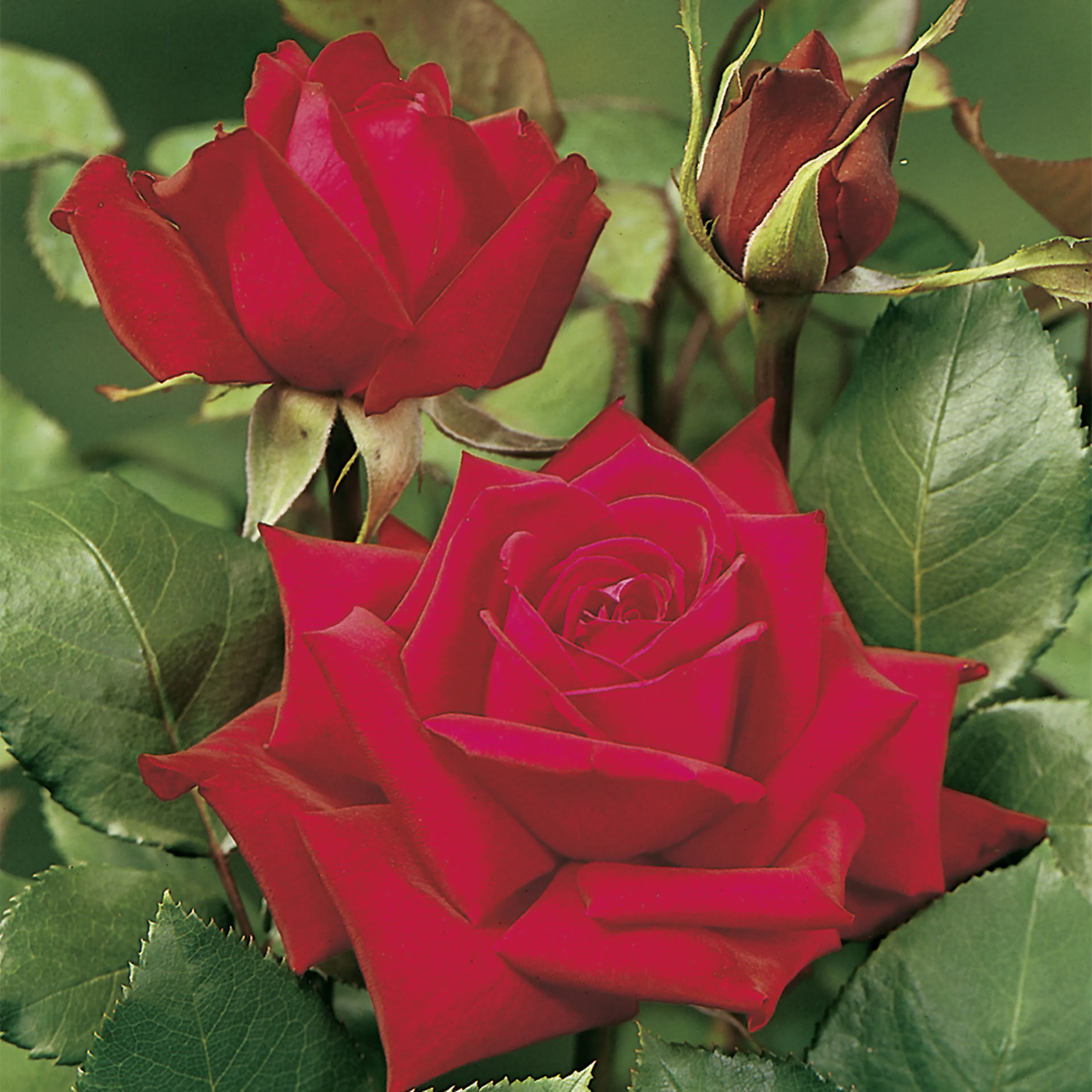 Rosa "Burgund 81", 1-pack 1-pack