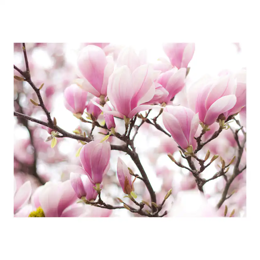 Fototapet Arkiio Magnolia Bloosom