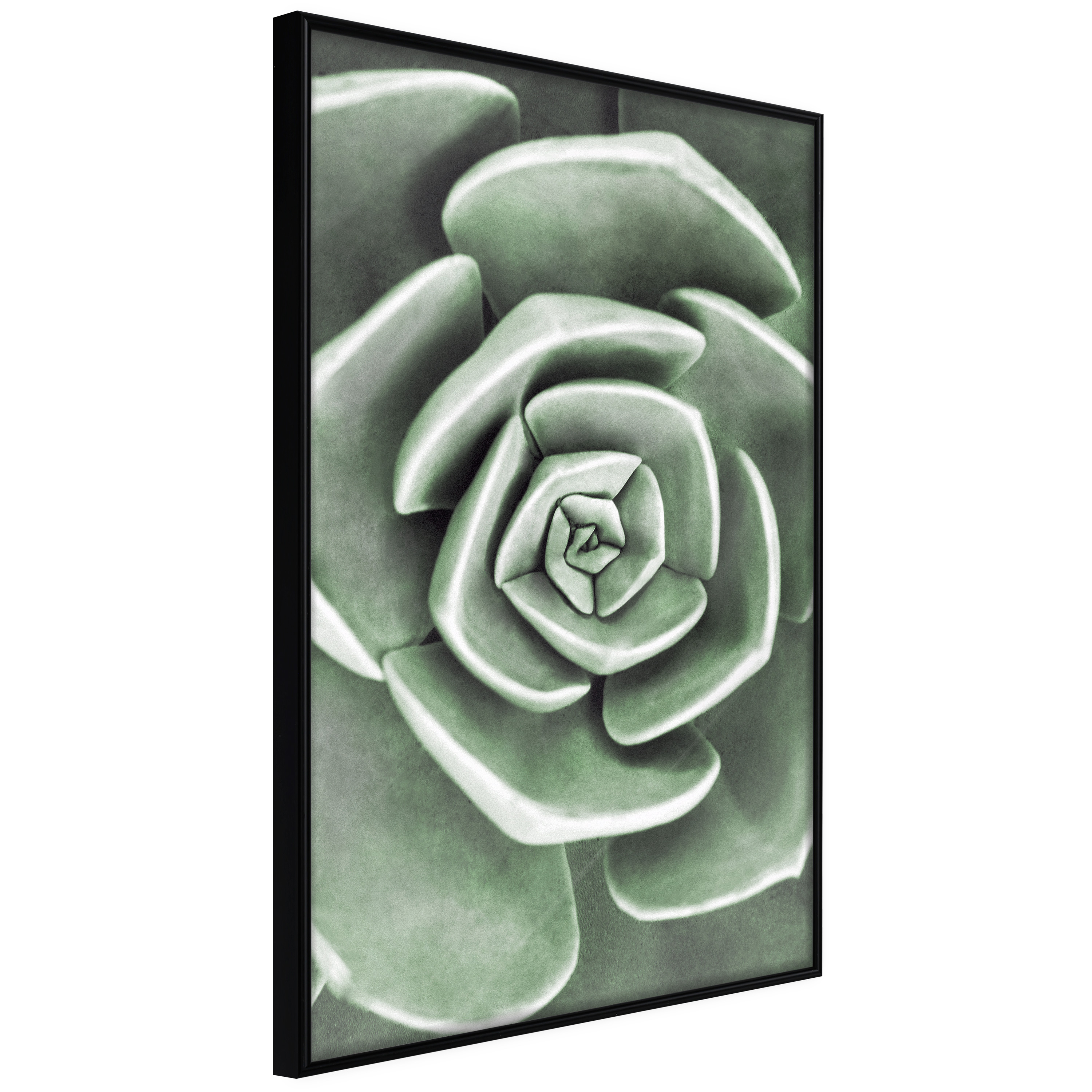 Affisch - Beautiful Succulent [Poster] 20x30 Svart ram, 20x30 cm