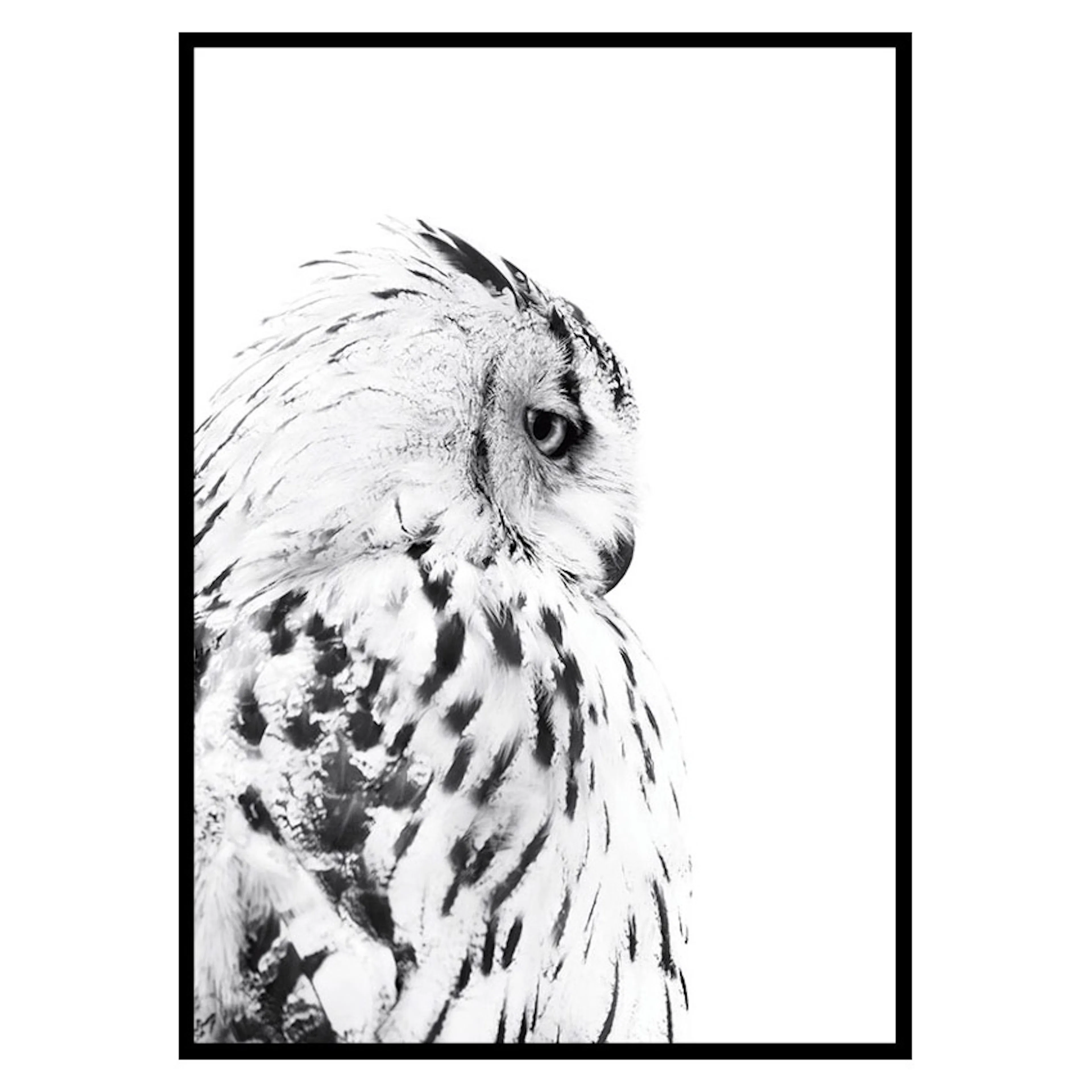 Poster Gallerix Snow Owl