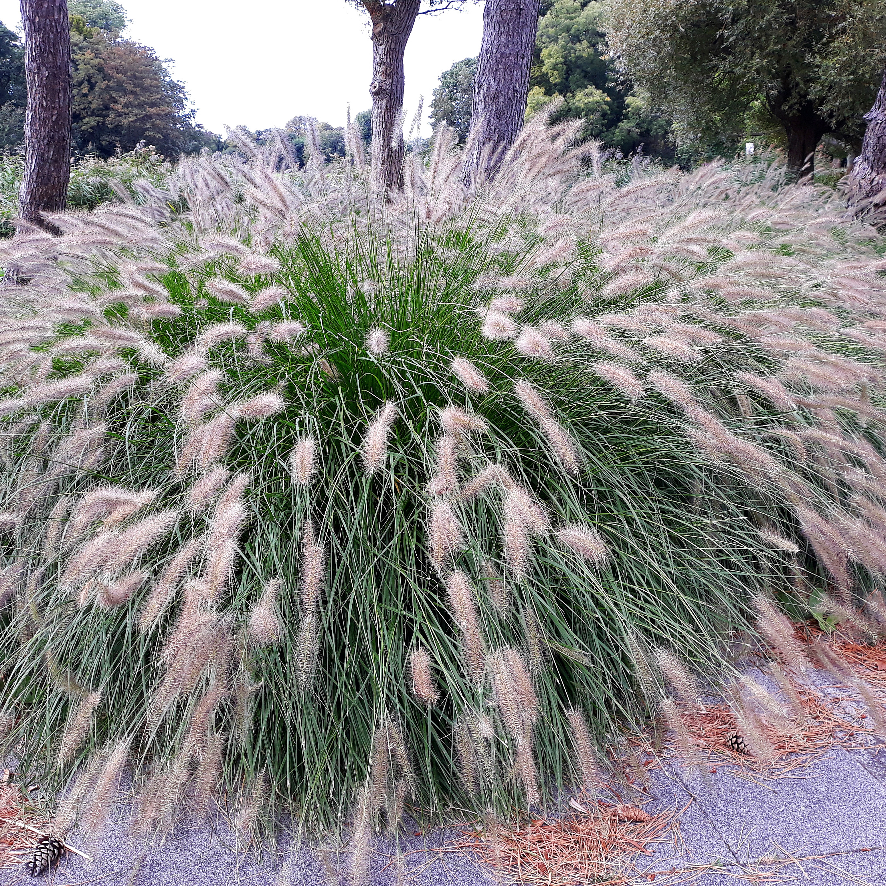 Planta Omnia Garden Lampborstgräs Hameln