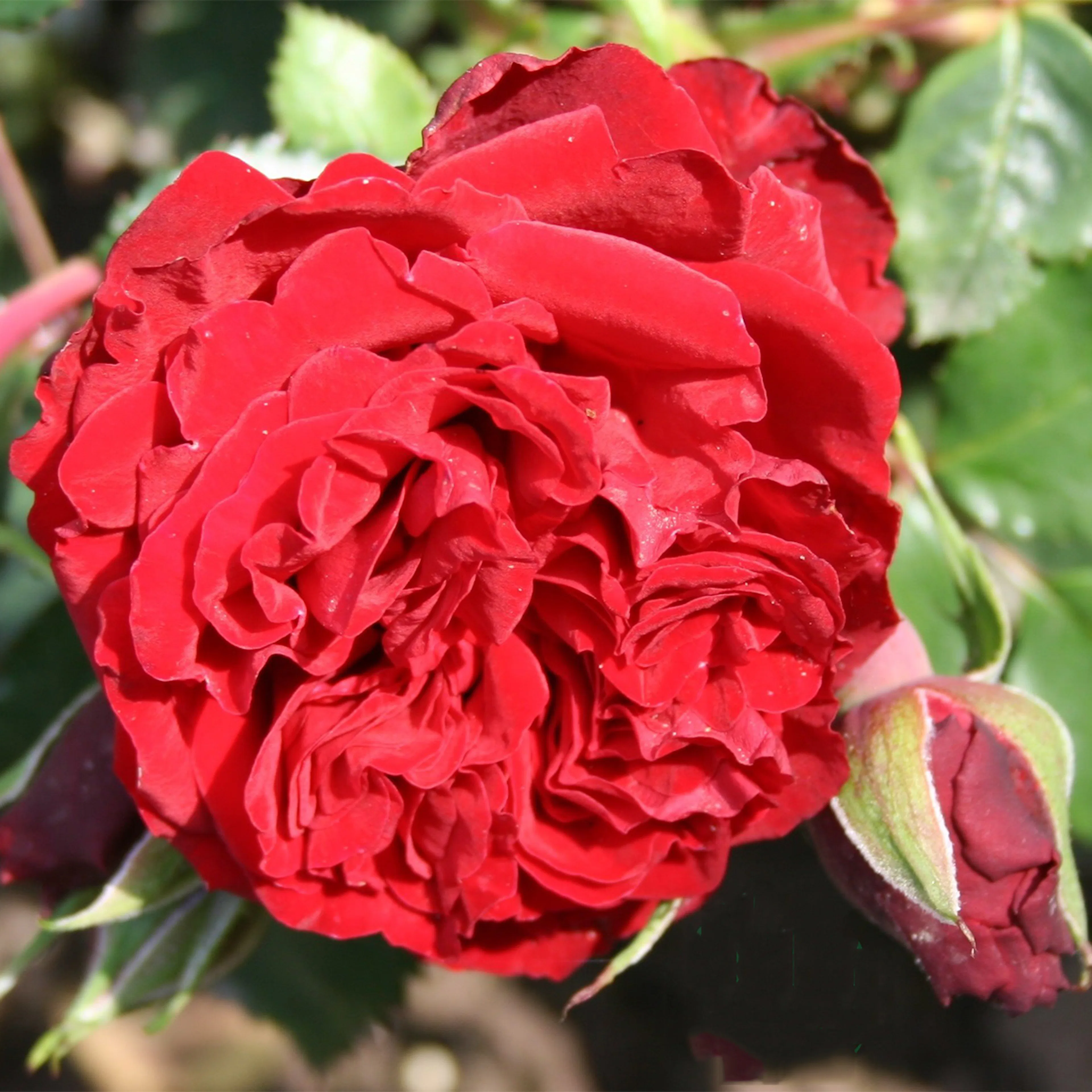 Rosa "Crazy in Love Red", 1-pack 1-pack