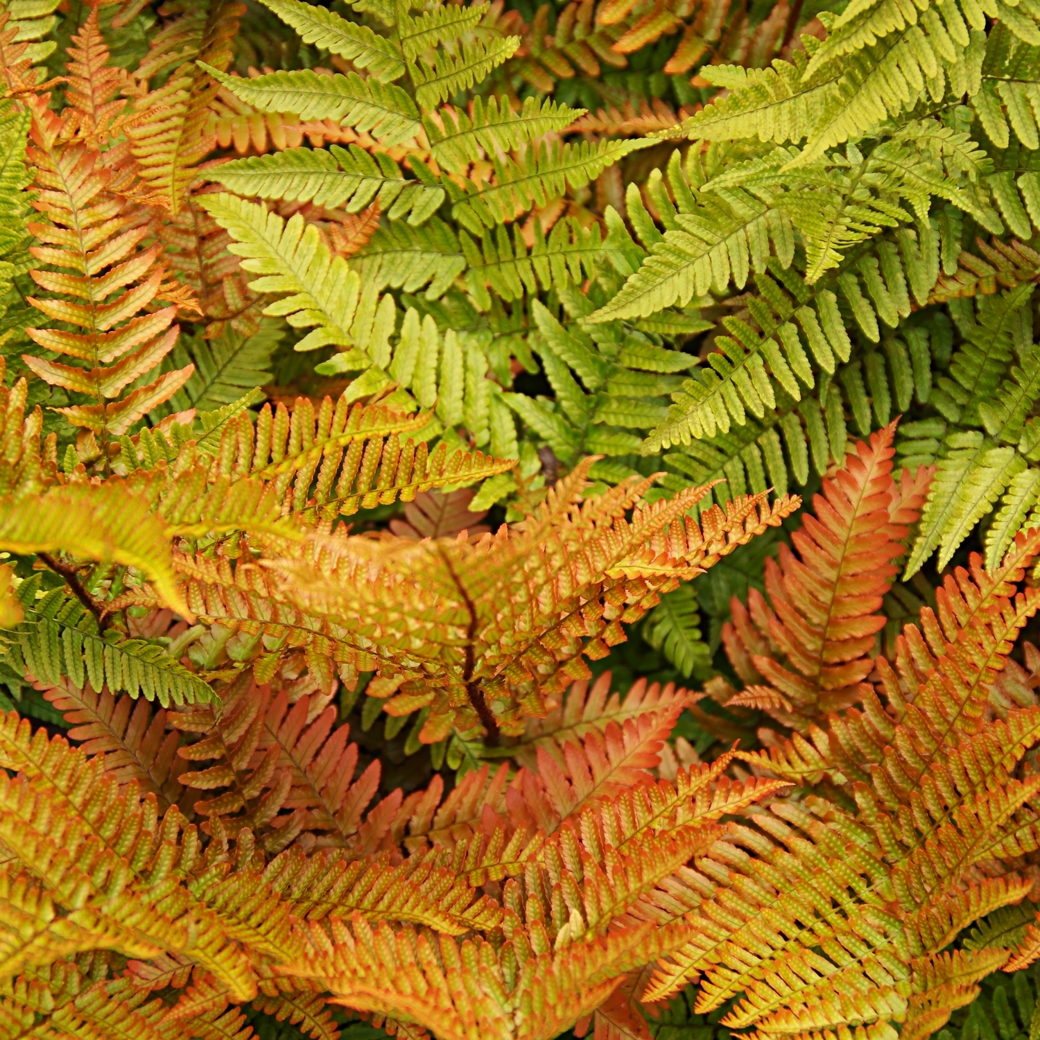 Prydnadsbuske Bronsbräken Omnia Garden