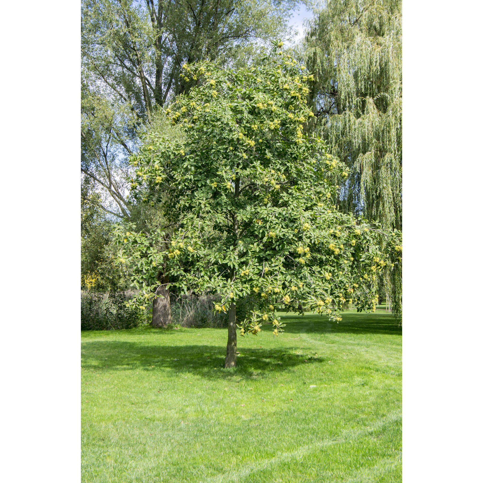 Äkta Kastanj Omnia Garden Castanea Sativa Högstam