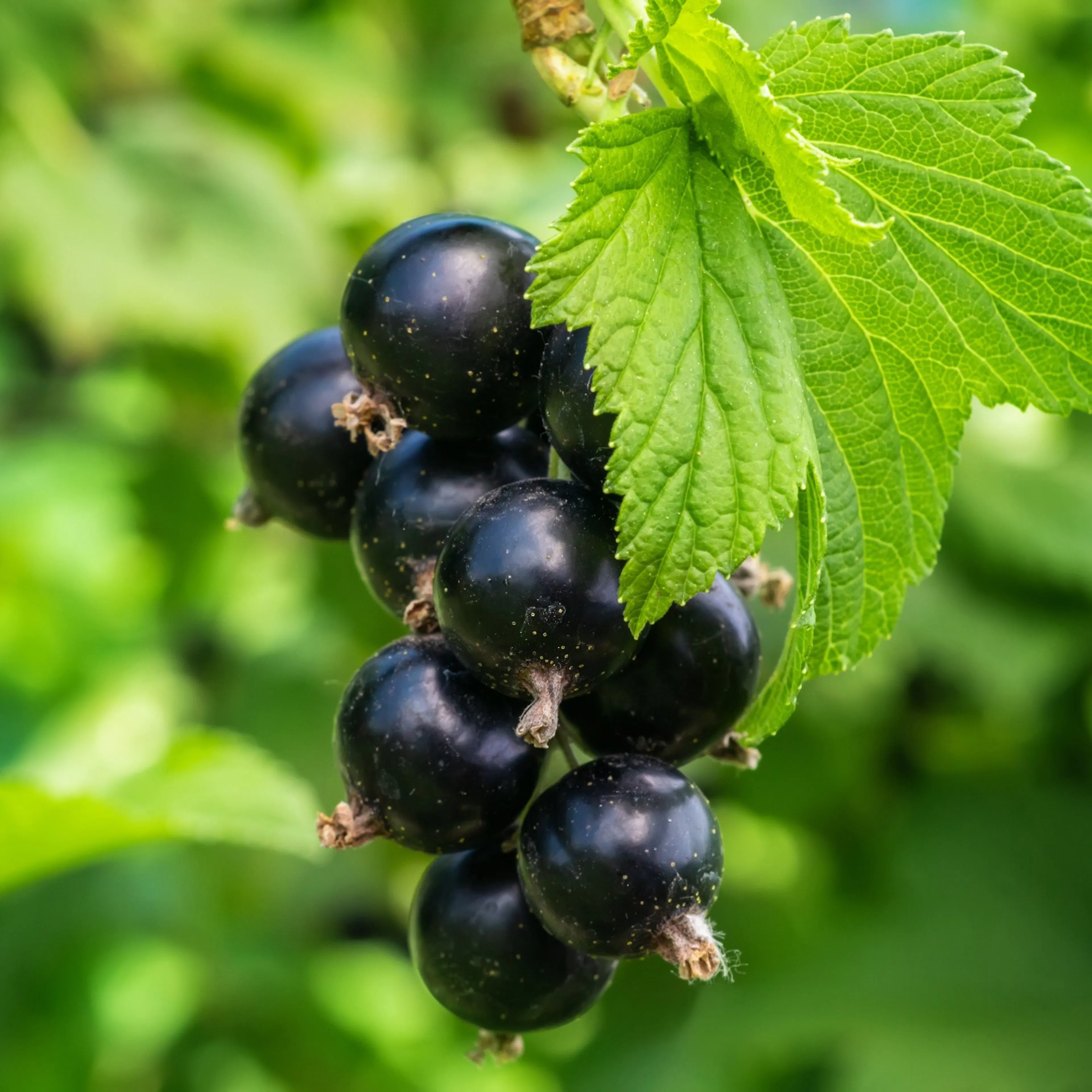 Bärbuske Omnia Garden Svart Vinbär Ribes Nigrum Öjebyn E