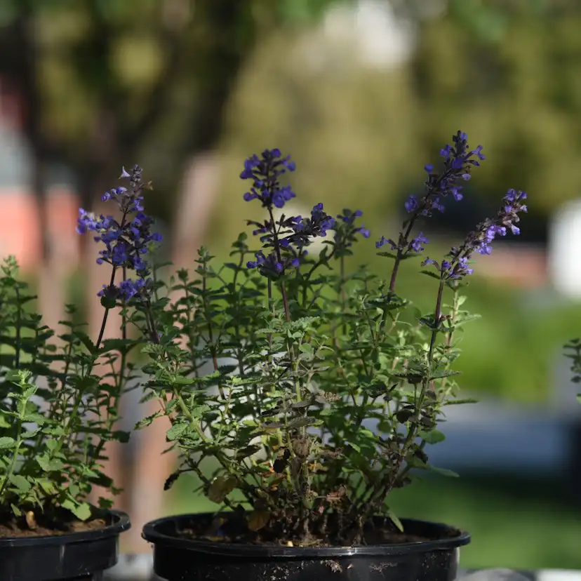 Perenn Omnia Garden Kantnepeta Purrsian Blue