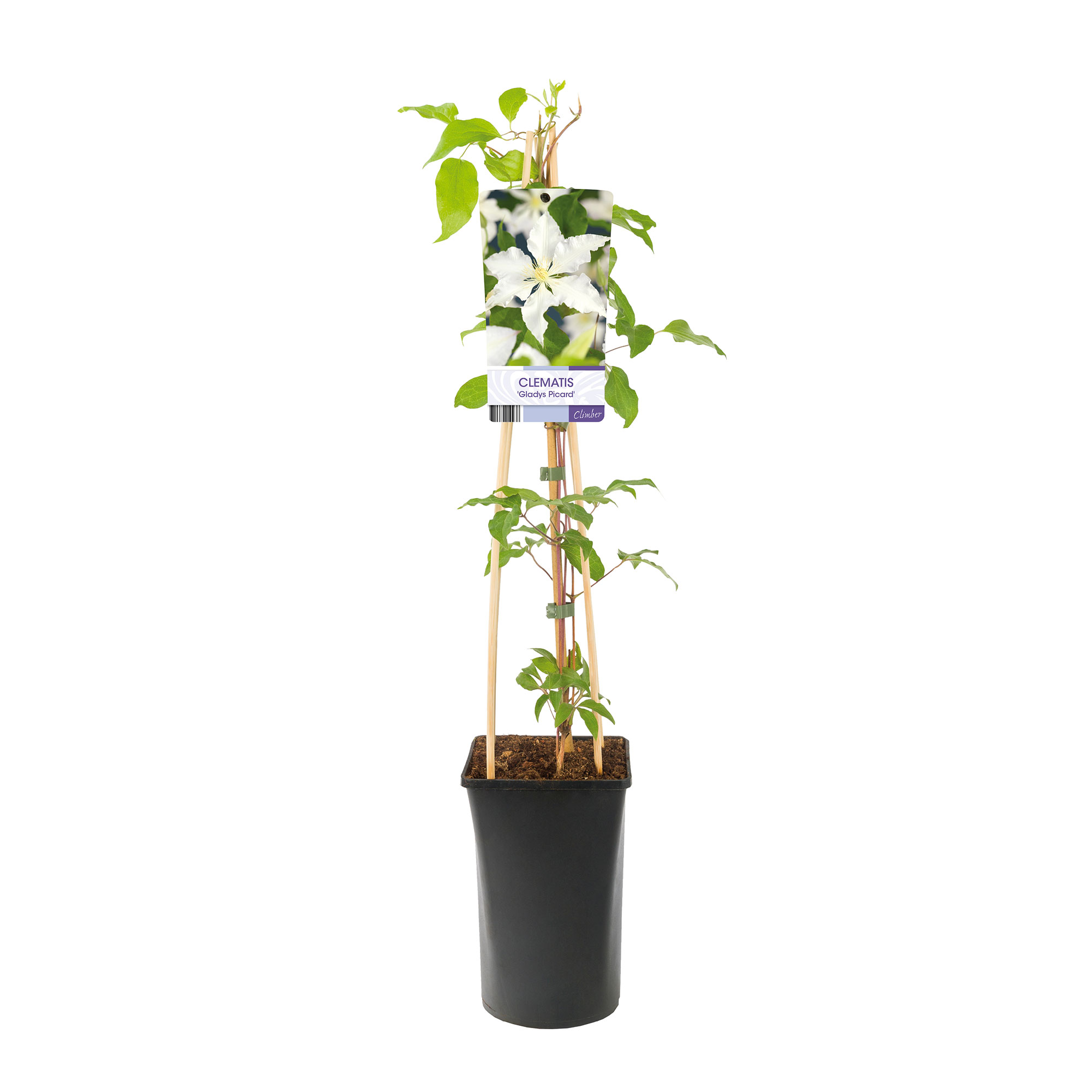 Klätterväxt Storblommig Klematis Omnia Garden Gladys Picard 40-60 cm