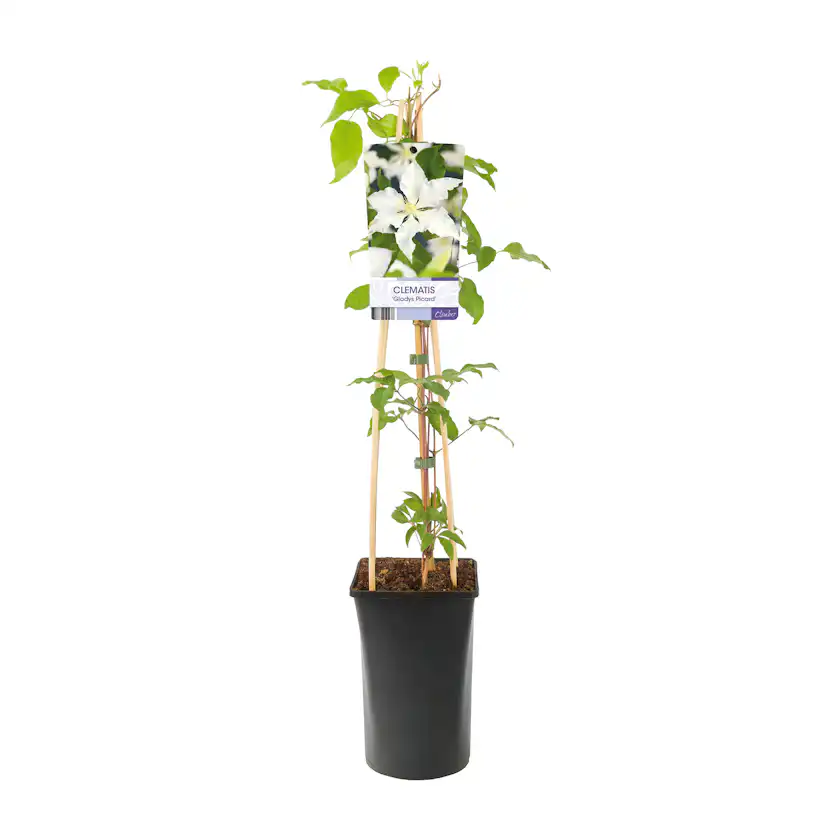 Klätterväxt Storblommig Klematis Omnia Garden Gladys Picard 40-60 cm