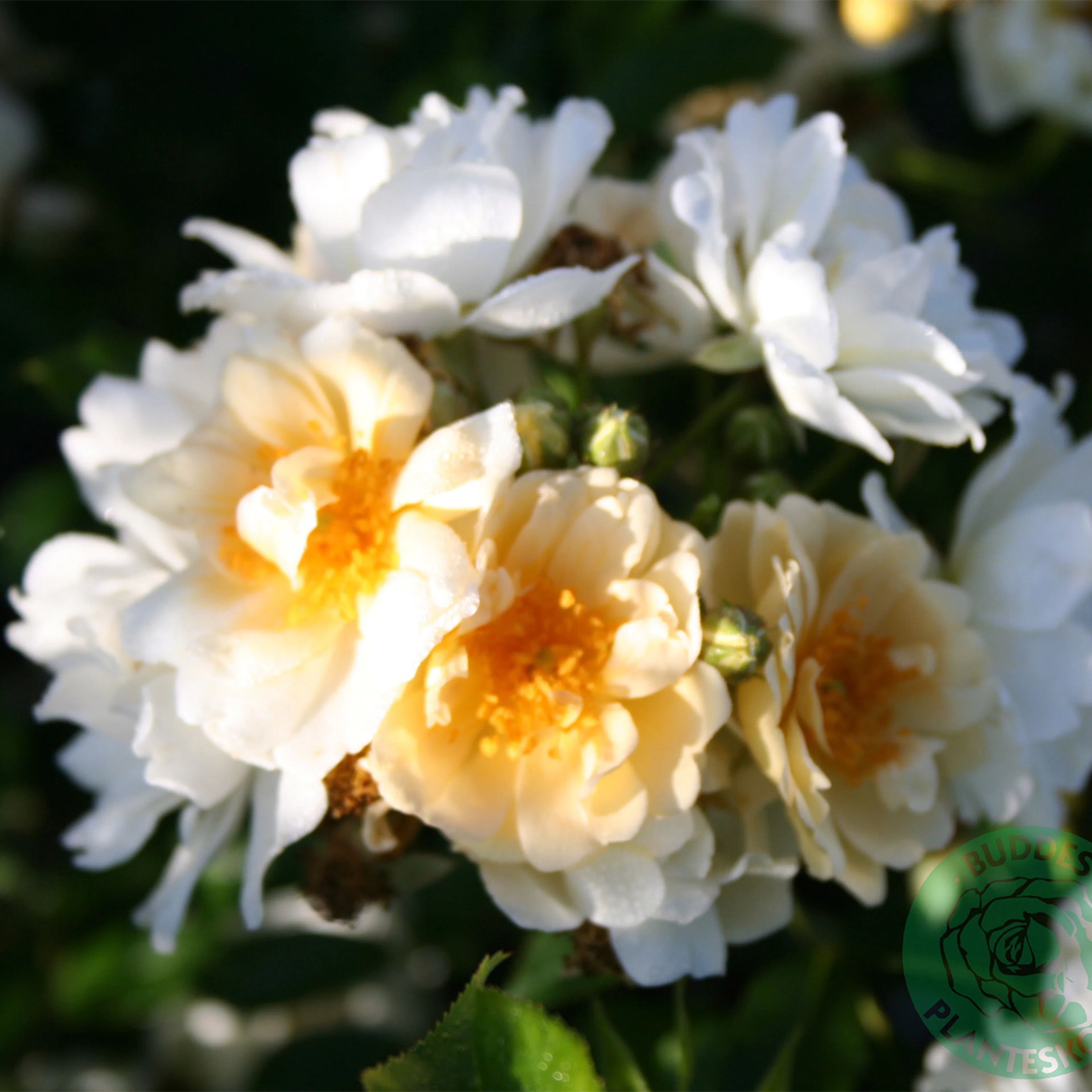 Rosa "Helenae Hybrida", 10-pack 10-pack