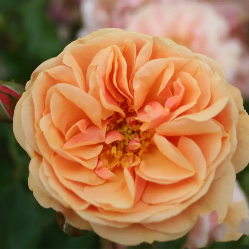 Storblommig Klätterros Omnia Garden Zumba