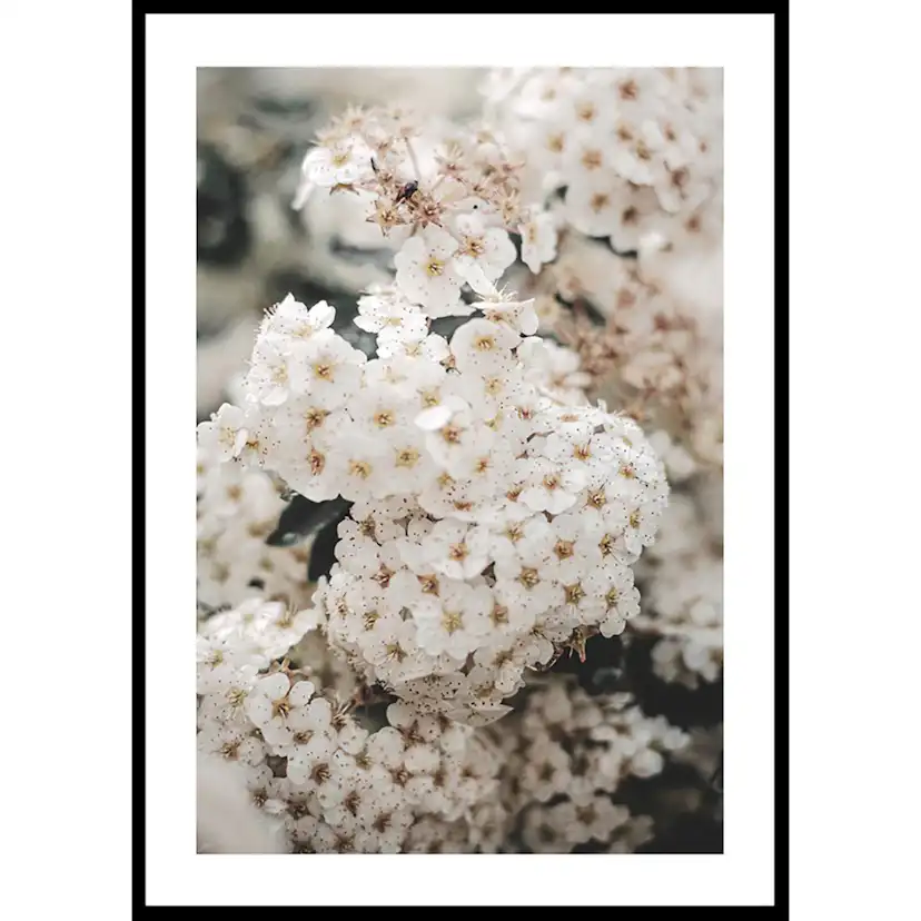Poster Gallerix White Spring Flowers