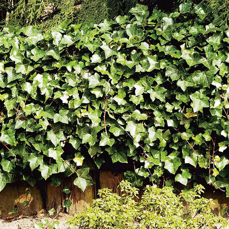 Klätterväxt Storbladig Murgröna Hedera Hibernica Omnia Garden 40-60 cm
