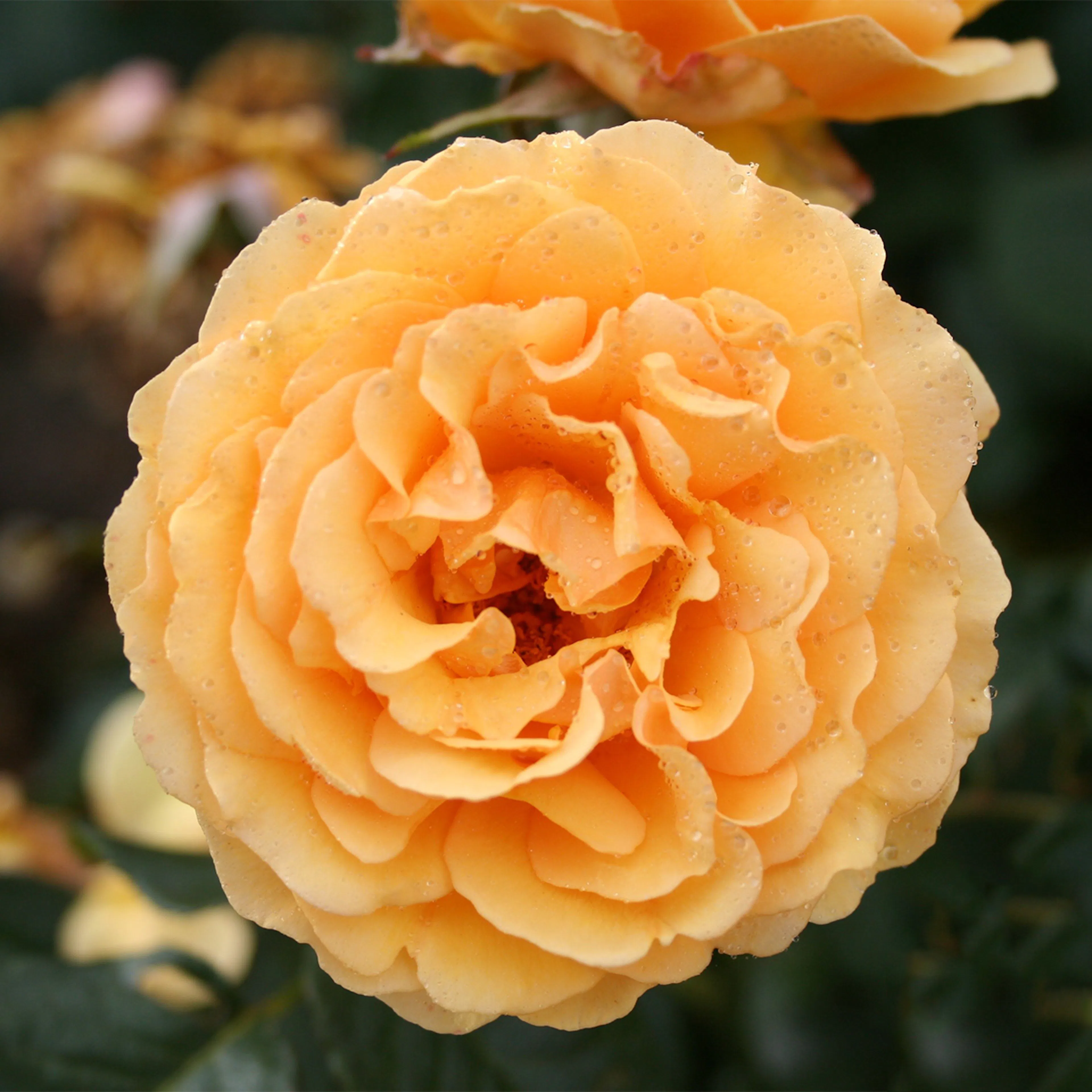 Rosa "Bernstein-Rose", 1-pack 1-pack