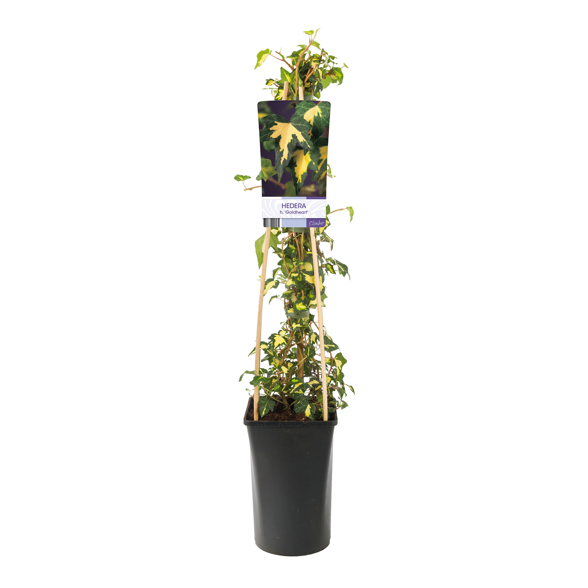 Klätterväxt Murgröna Goldheart Omnia Garden 40-60 cm