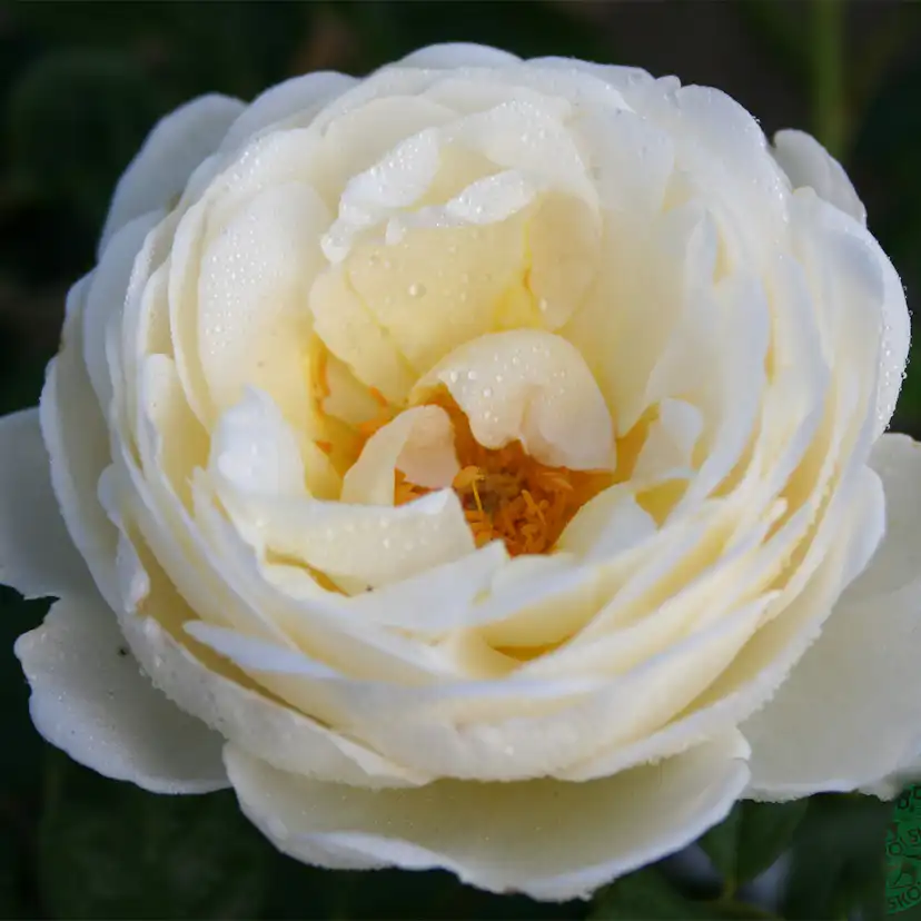 Storblommig Klätterros Omnia Garden Uetersener Klosterrose