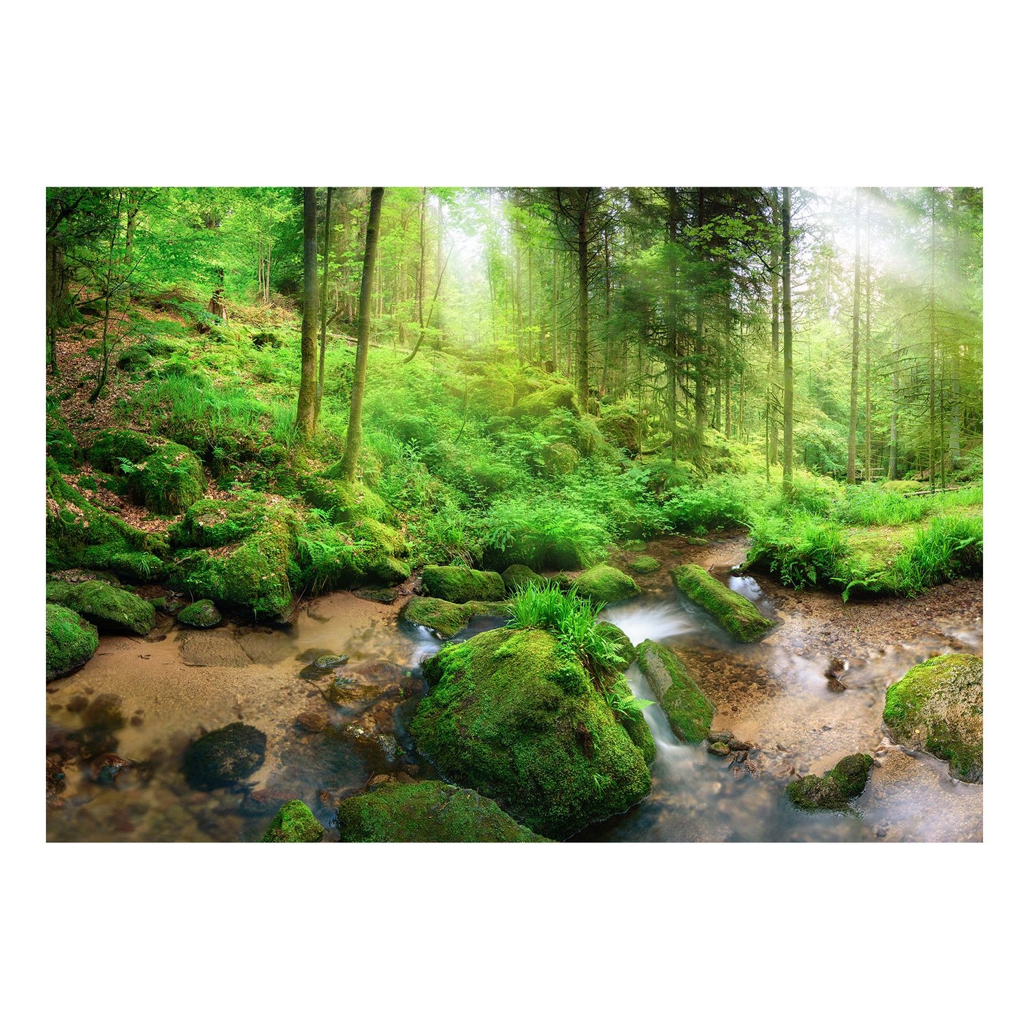 Fototapet Arkiio Självhäftande Humid Forest