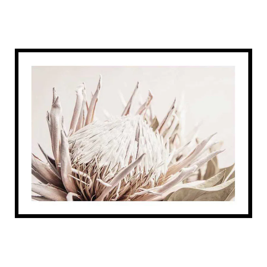 Poster Gallerix Protea Flower No1